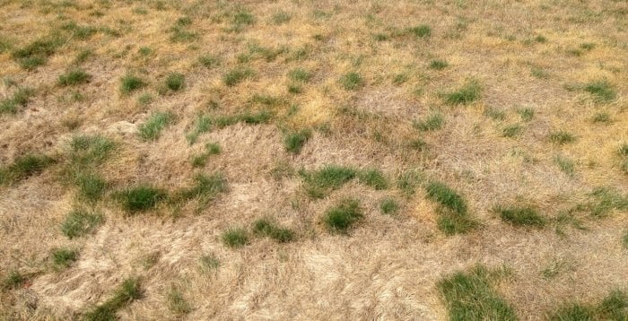 Stretch of mostly dry, brown grass with a few patches of green as result of drought